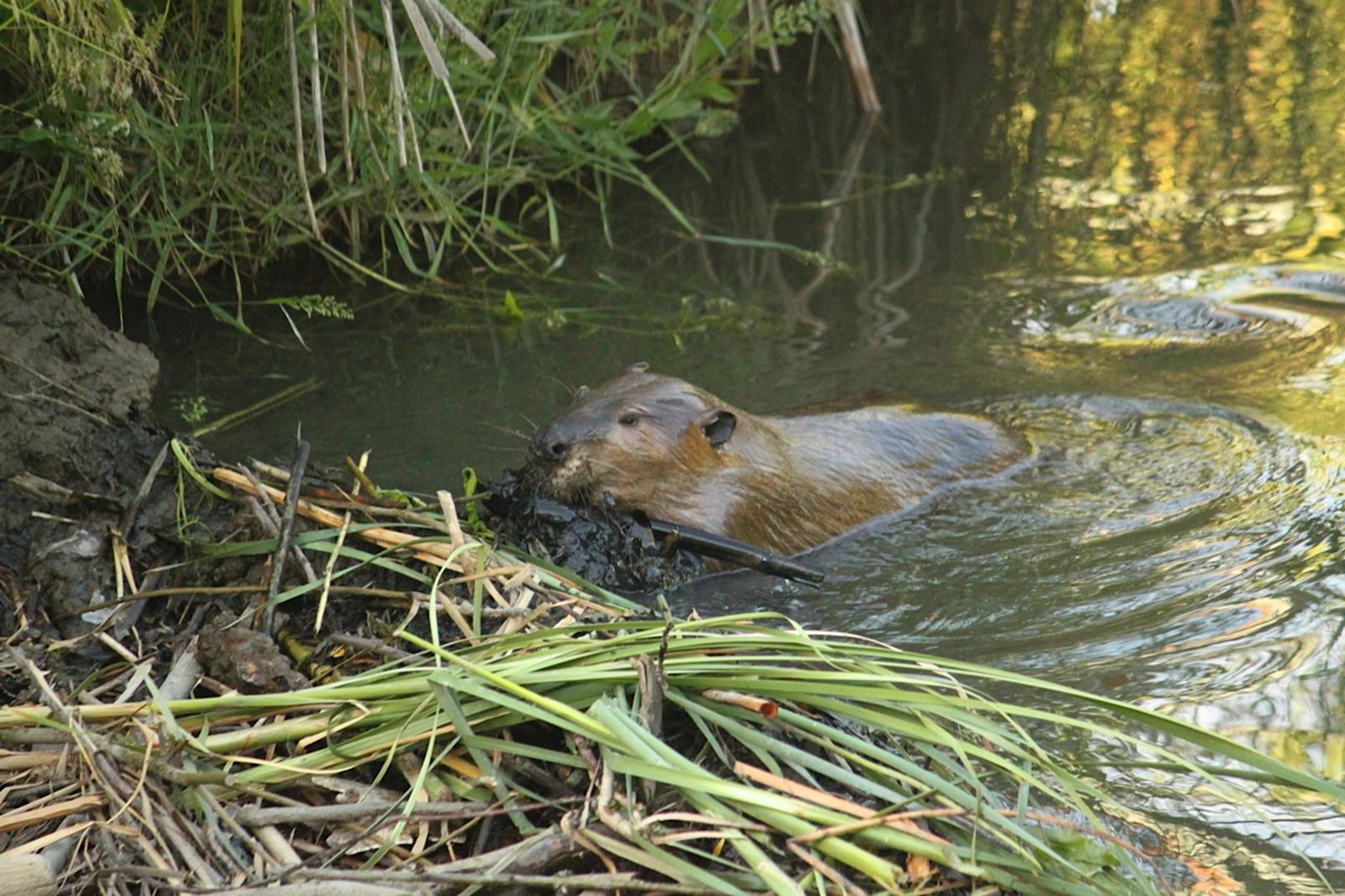 Beavers and Bugs – Worth A Dam