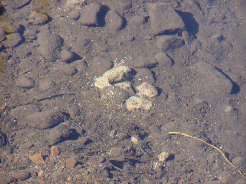 Beavers: Past, Present & Future – Worth A Dam