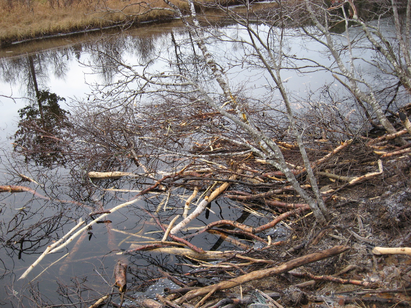 Beavers and food caches – Worth A Dam