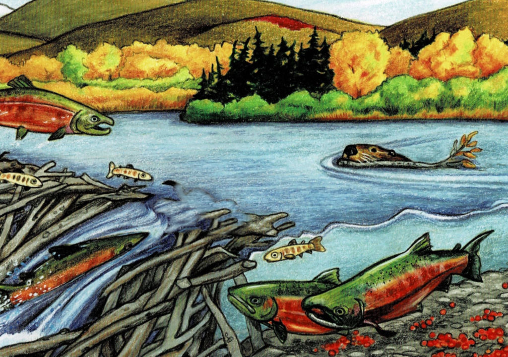 BEAVERS IN DISCOVER MAGAZINE – Worth A Dam