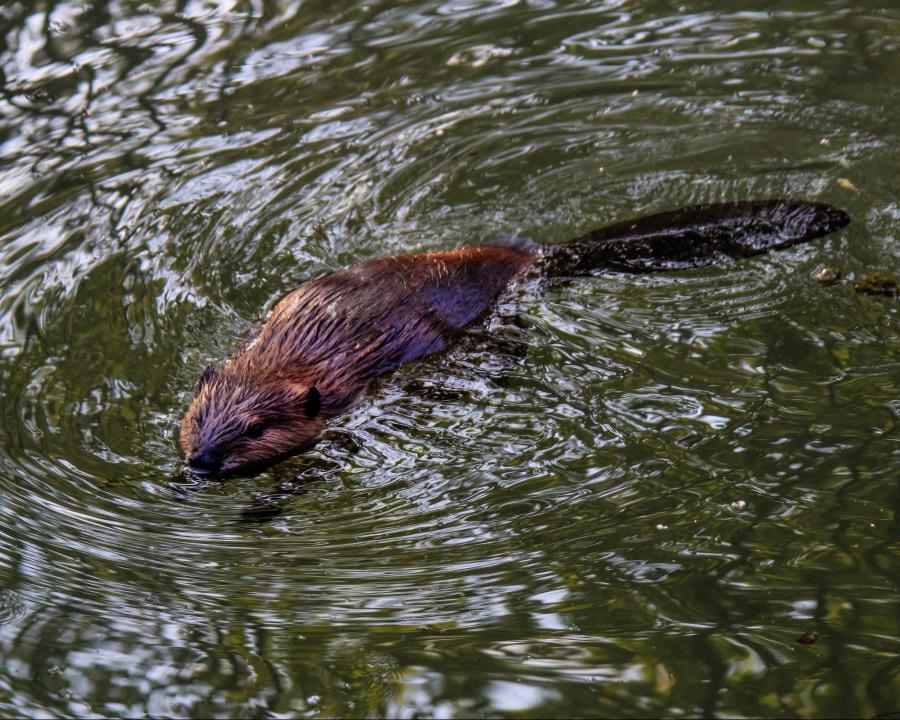 July 11, 2020 – Worth A Dam