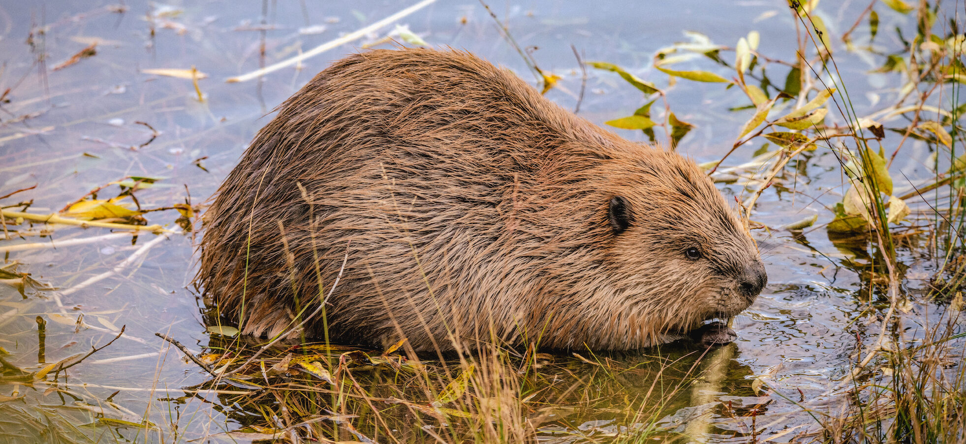 THIS JUST IN: BEAVERS SAVE WATER! – Worth A Dam