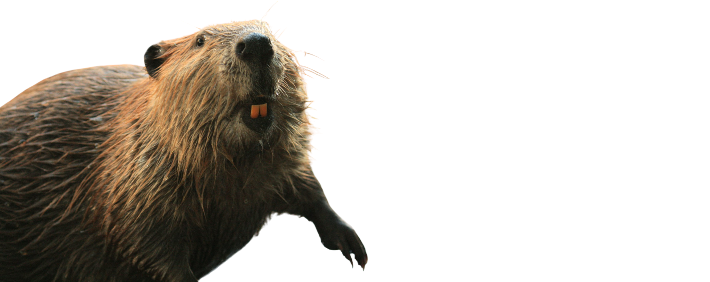 California Beaver