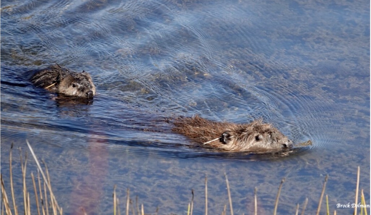 Beaver trapping & translocation - Beaver Trust